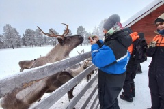 lappland-rentierfarn-07