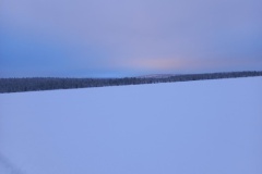 lappland-rentierfarn-13