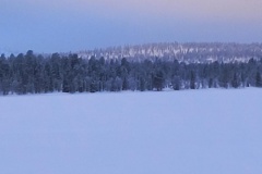 lappland-rentierfarn-14