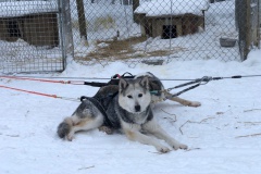 lappland-huskie-02