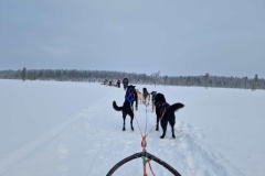 lappland-huskie-04