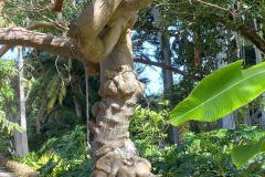 teneriffa-botanischer-garten-06