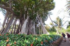 teneriffa-botanischer-garten-11